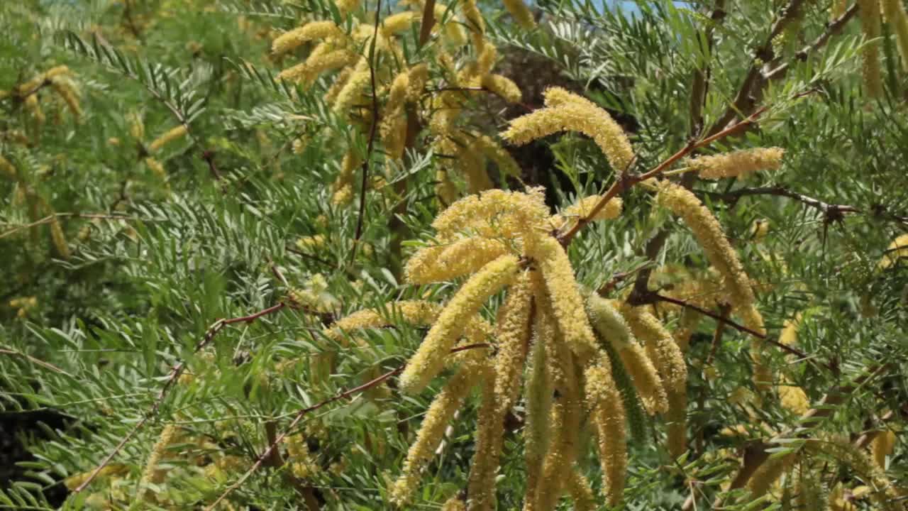 腺蕨开花-约书亚树np - 043021 v视频素材