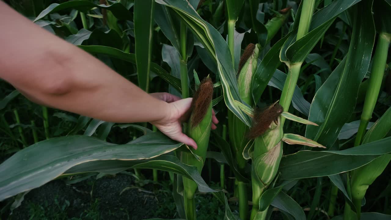 采摘新鲜玉米的农妇。视频素材