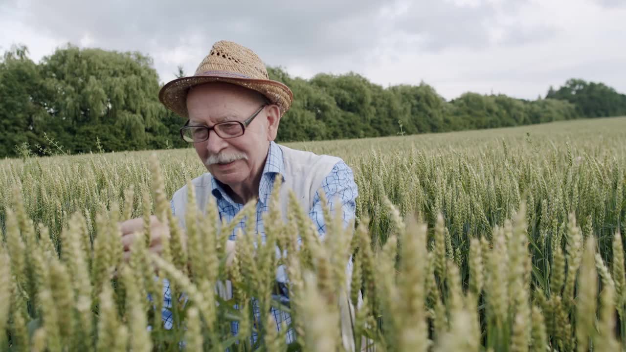戴着帽子的年长农民检查着小麦穗，在地里高兴地交谈着视频下载