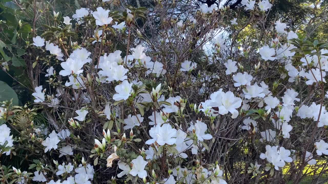 白色杜鹃花树在盛开视频素材