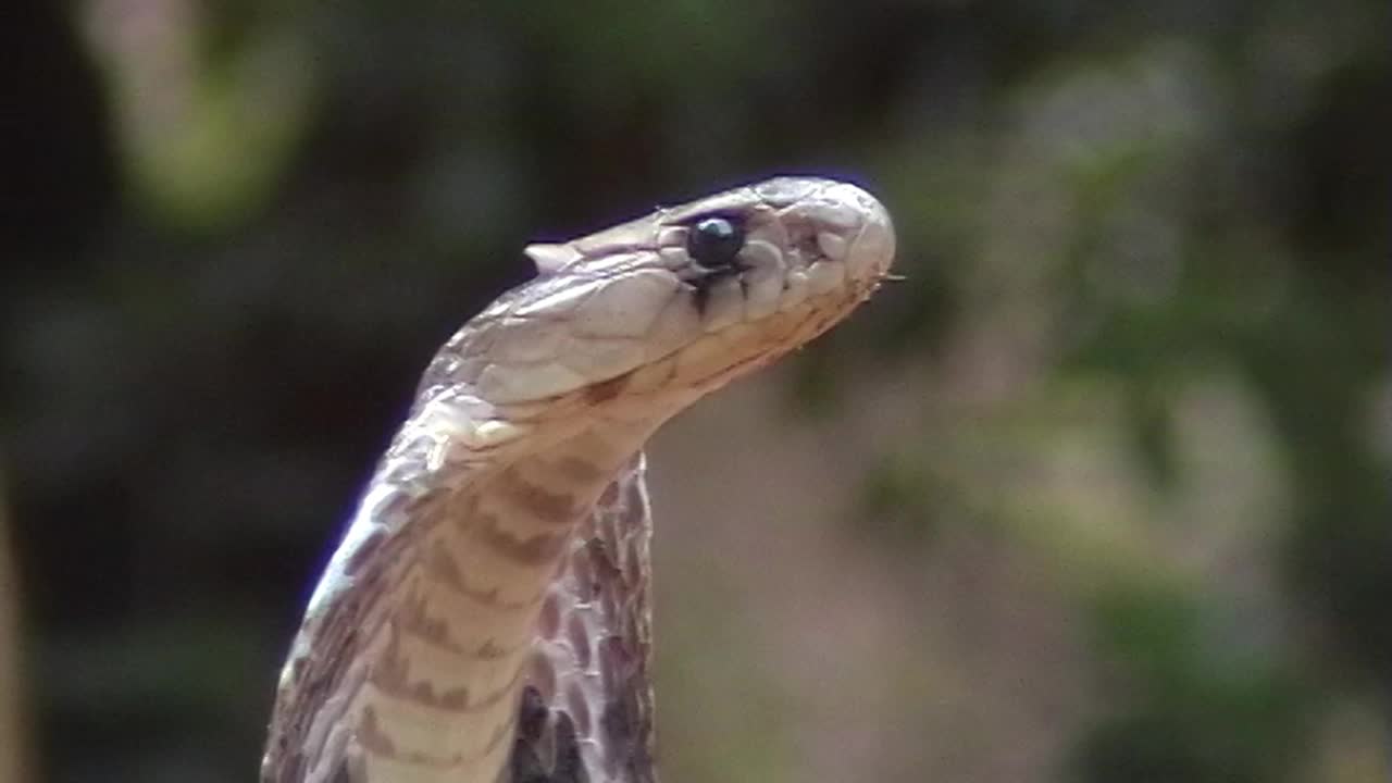 蛇眼镜蛇视频素材