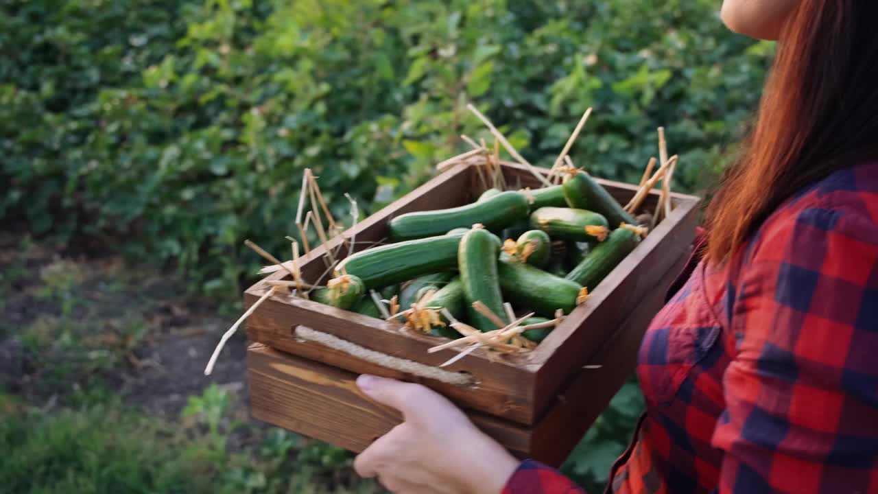 一位女农民拿着一盒新鲜的黄瓜穿过菜地视频素材