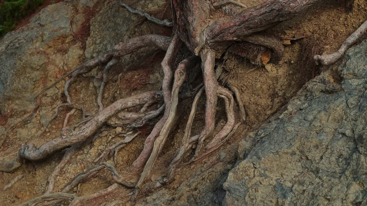 在炎热气候下生长在岩石上的大树的裸露的根视频素材
