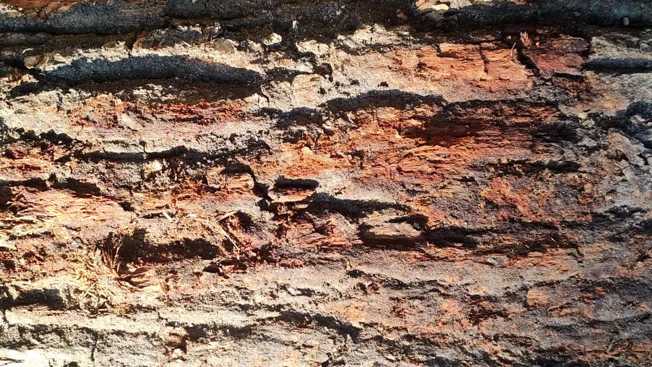 橡木树皮的质地。一棵老橡树树皮的纹理特写。视频素材