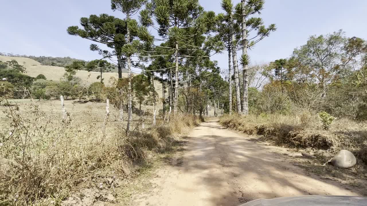 驾车行驶在长满针叶树的土路上视频素材