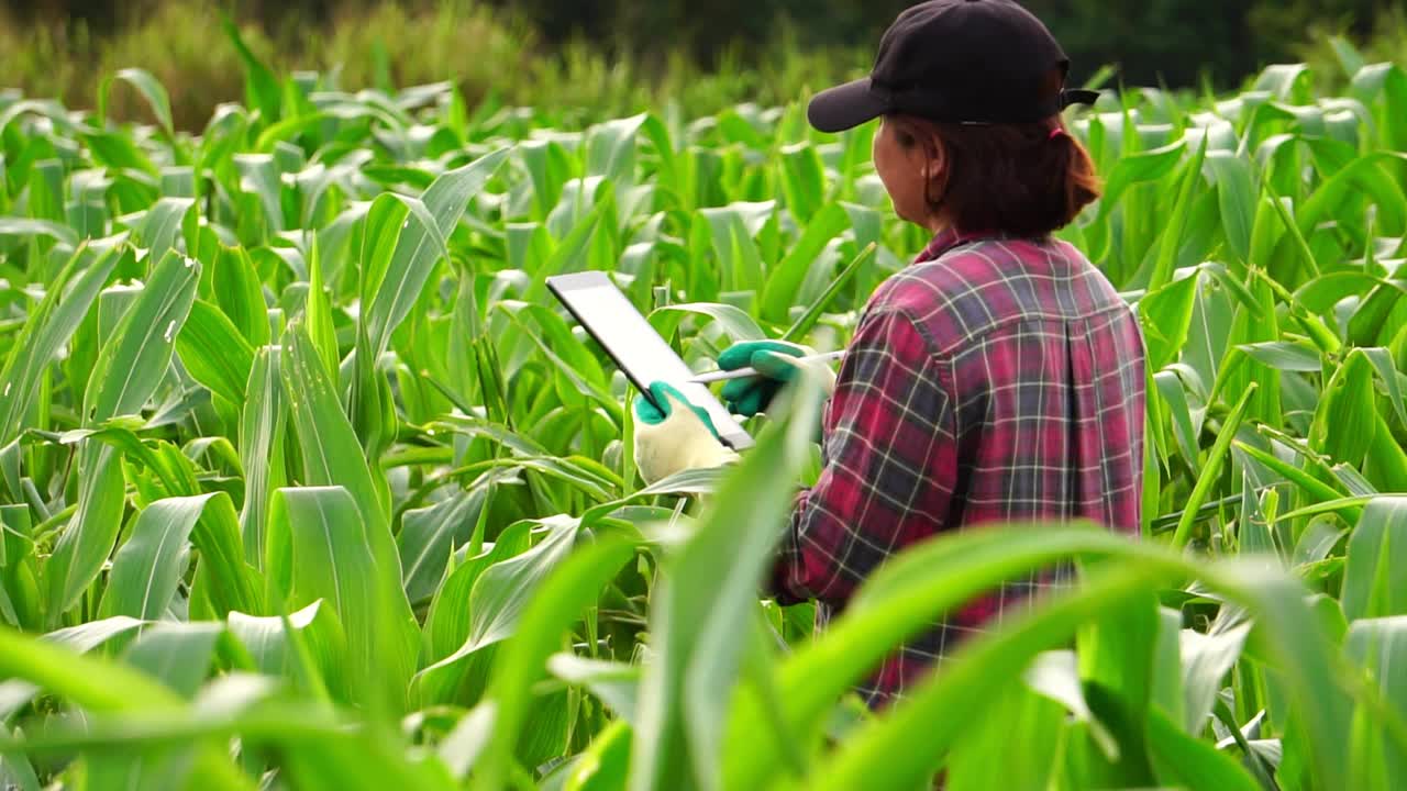 玉米地里的女农业研究员视频素材