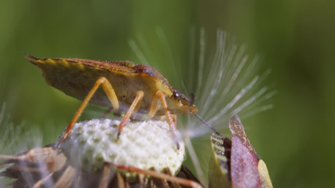 异翅目昆虫的极端宏观视图。视频素材