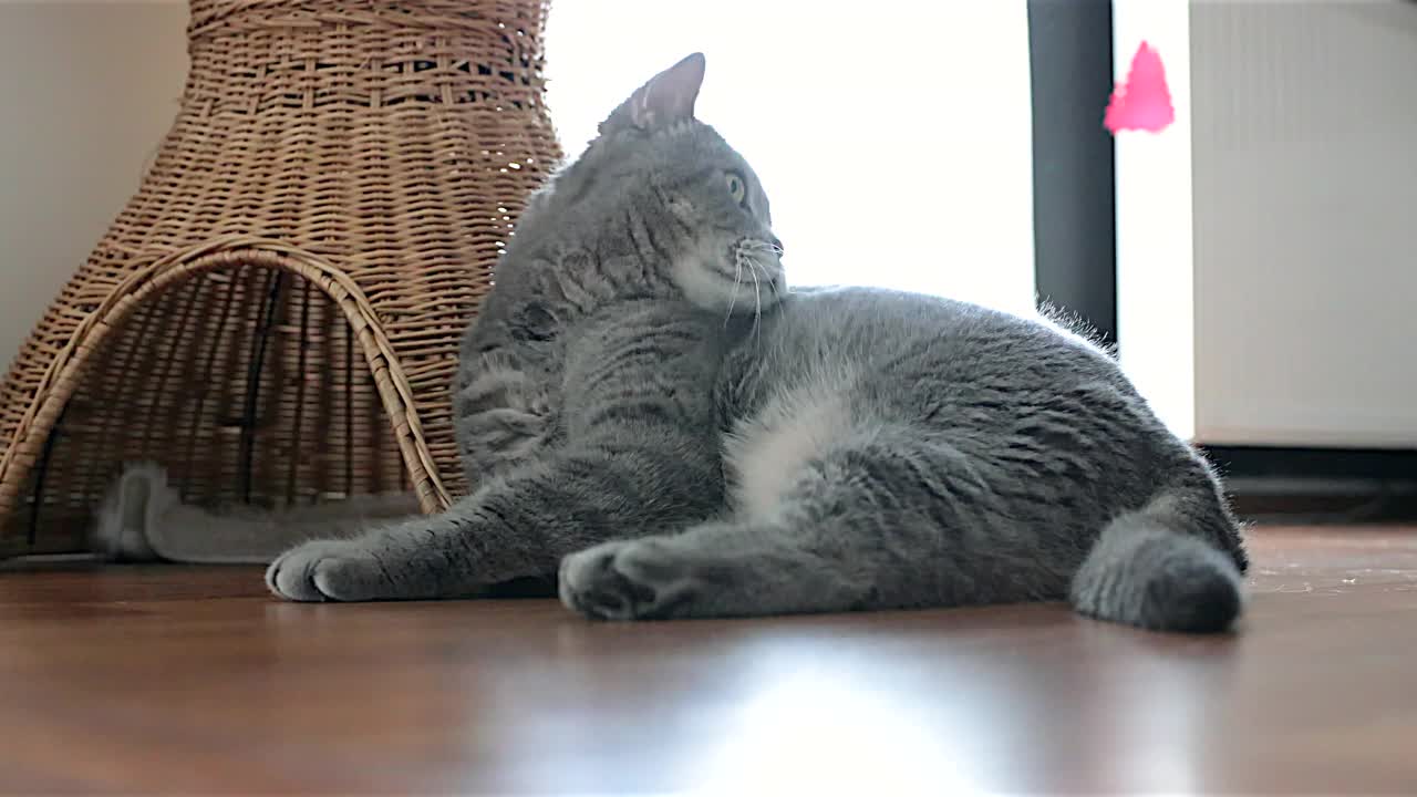 英国短毛猫躺在家里玩视频素材