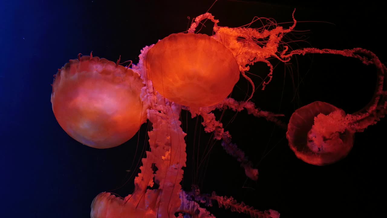 橘红色的水母在黑色背景中缓慢移动。视频素材