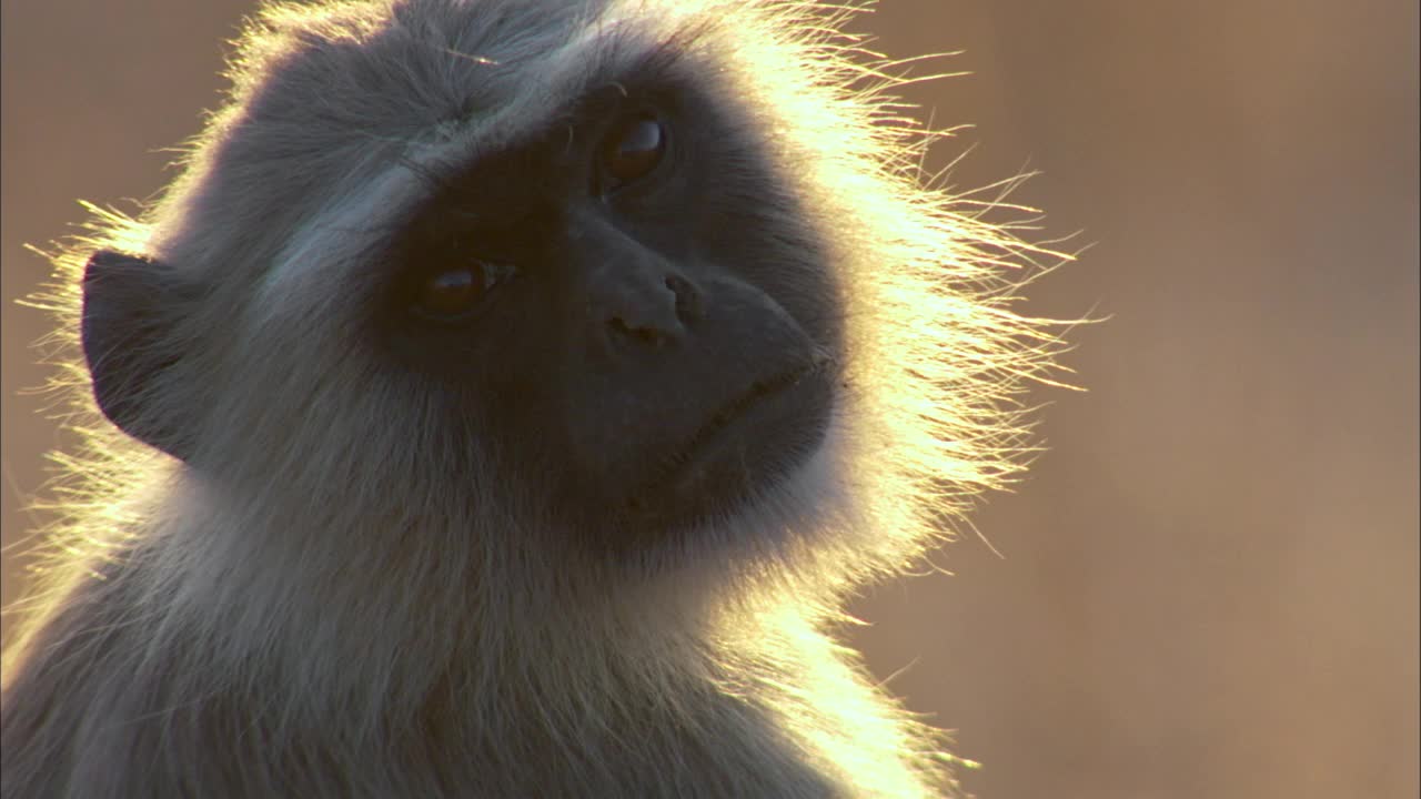 灰叶猴凝视镜头的特写镜头视频素材