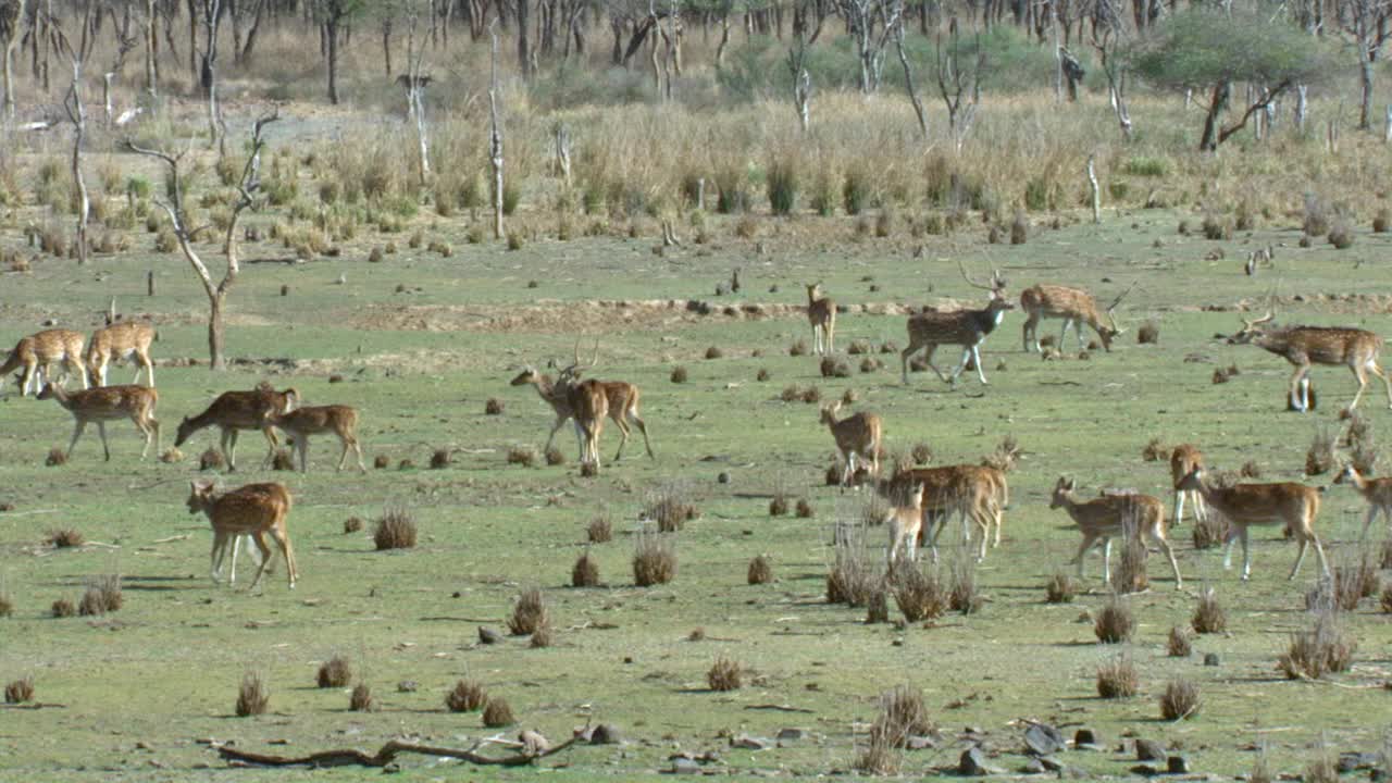 一群花斑鹿和小鹿在草地上漫步-高角度/广角镜头视频下载