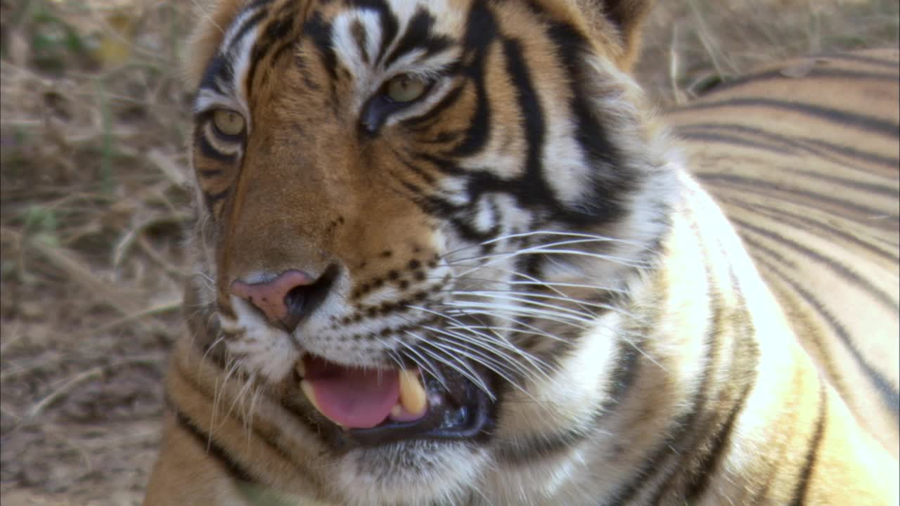 特写镜头的雌性老虎呼吸沉重-正面视图视频素材