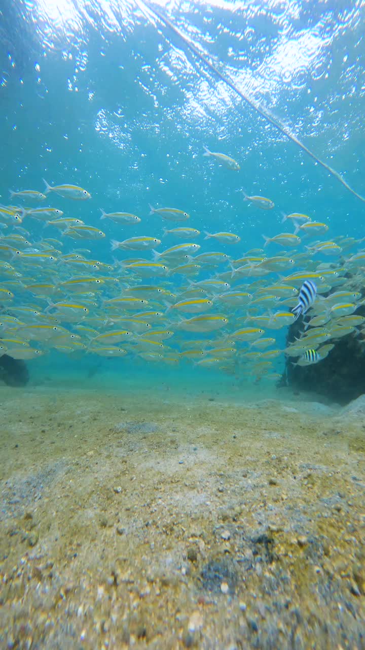 浅水沙质海床上的一群黄色带鱼视频下载