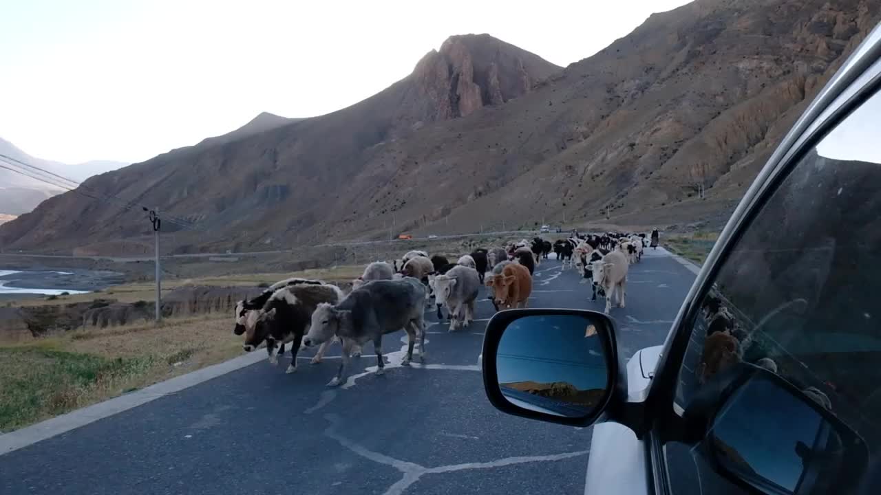 牦牛在西藏的路上行走视频素材