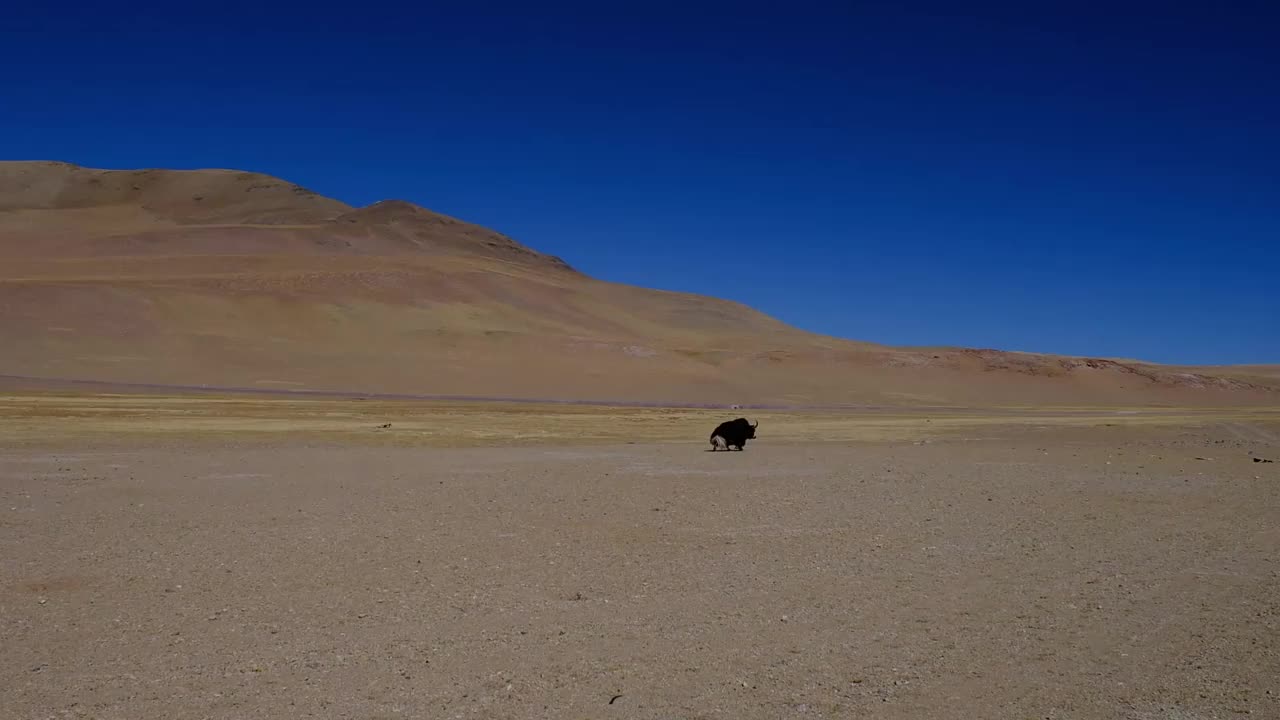 一只野牦牛独自行走在西藏高原地区视频素材
