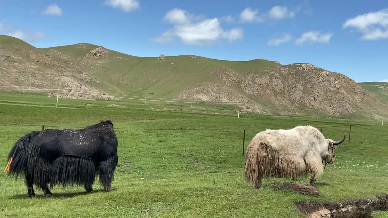 在西藏放牧的牦牛视频素材
