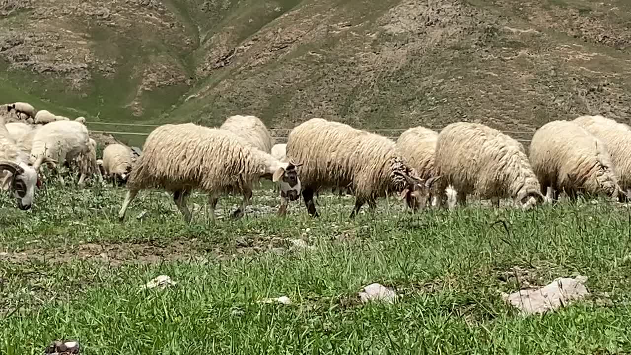 一群在西藏草原上吃草的羊视频素材