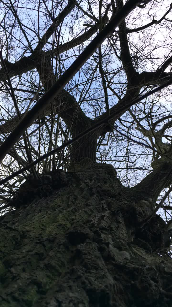 土耳其橡树(cerris栎)-树冠视频下载
