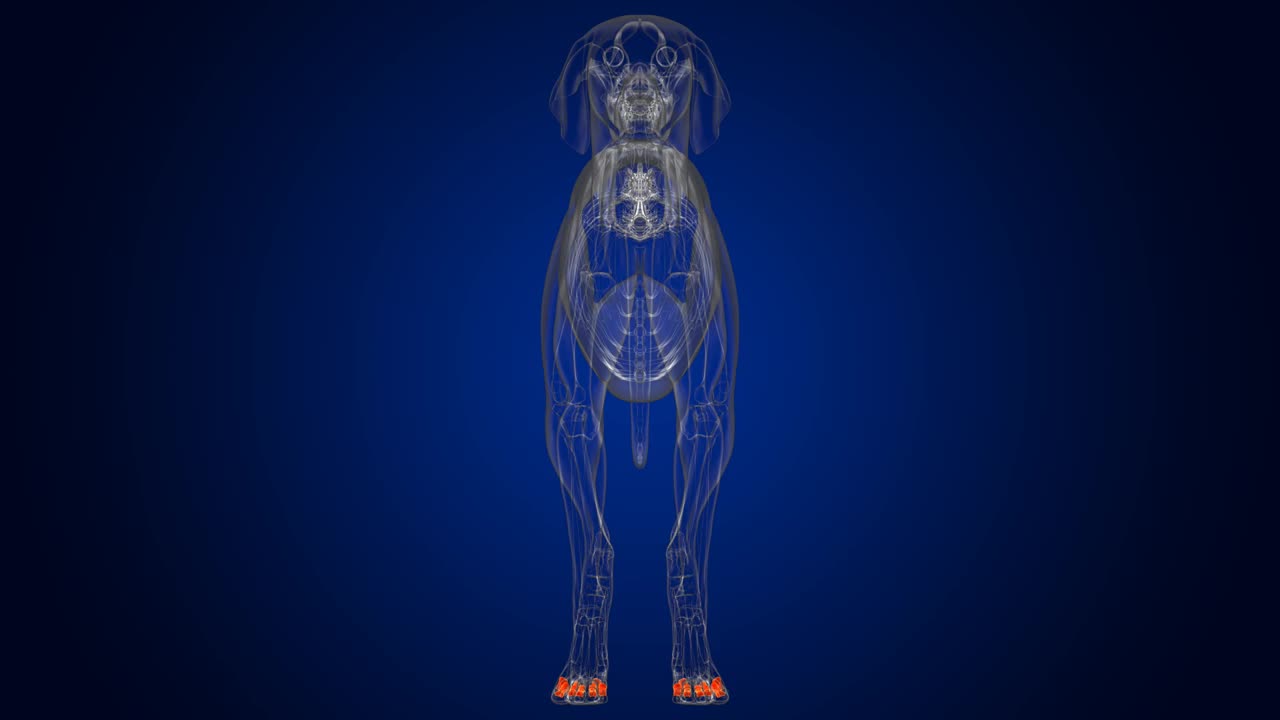 中指骨狗骨骼解剖医学概念3D视频下载