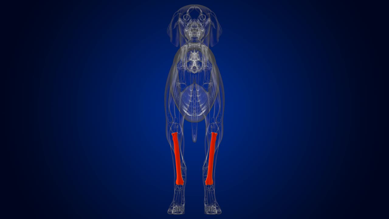 半径骨头狗骨骼解剖医学概念3D视频素材