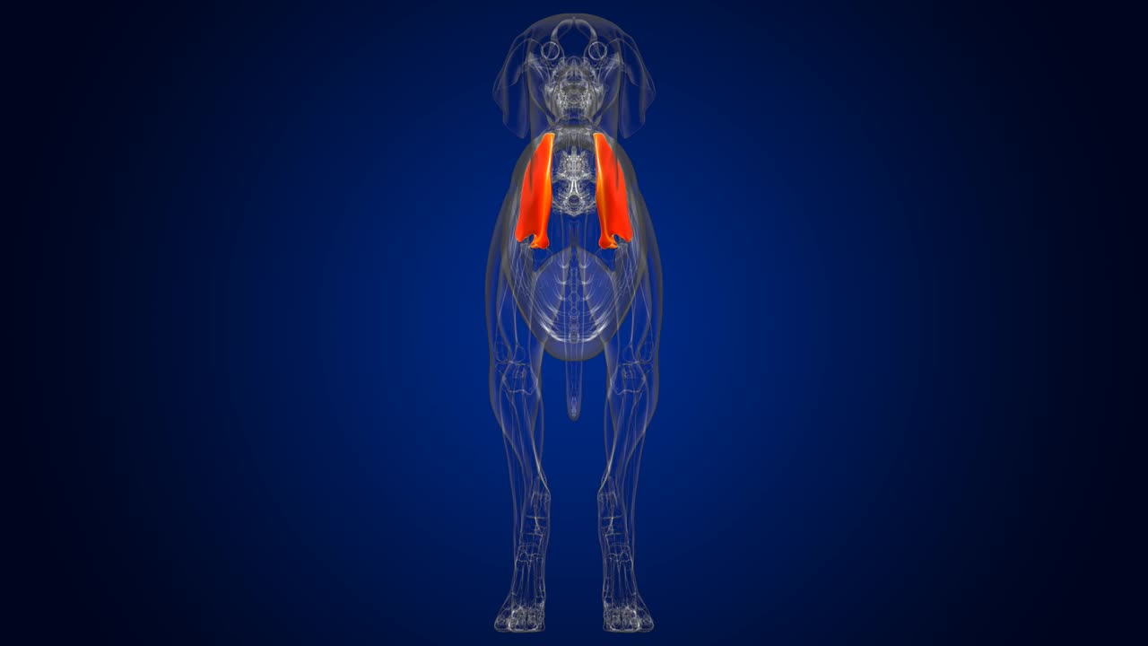 肩胛骨狗骨骼解剖医学概念3D视频下载