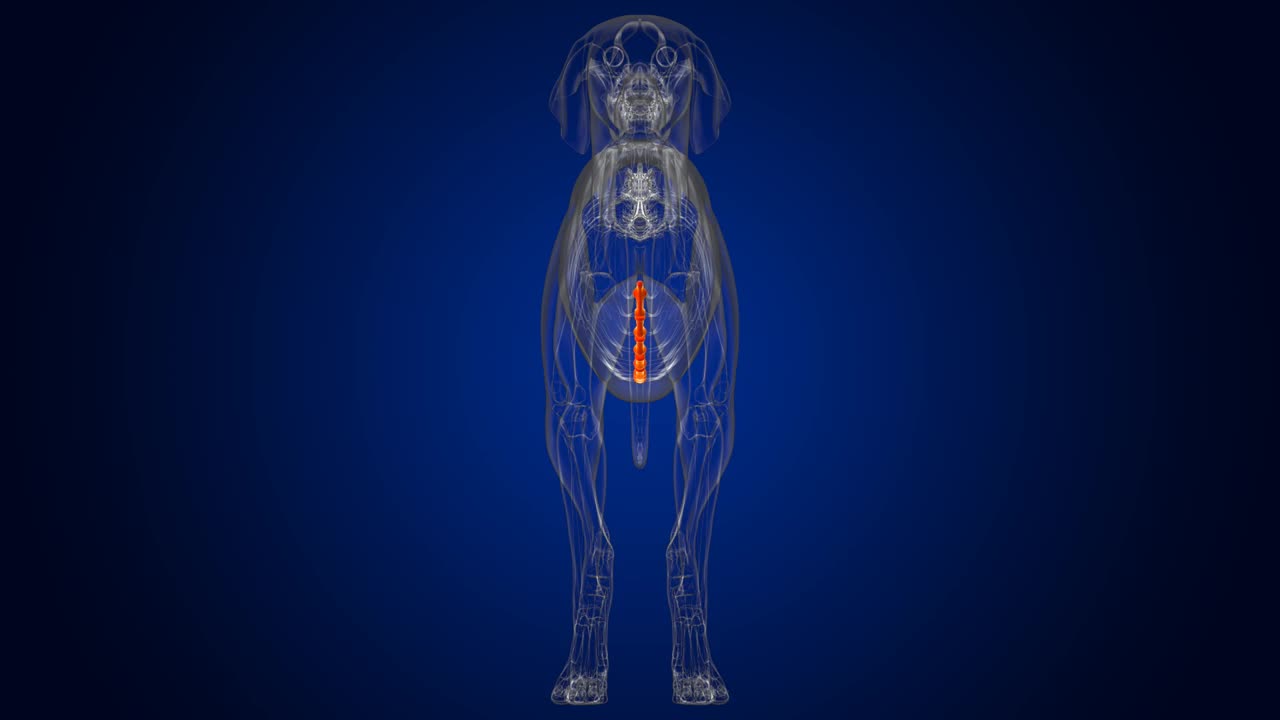 胸骨狗骨骼解剖医学概念3D视频素材