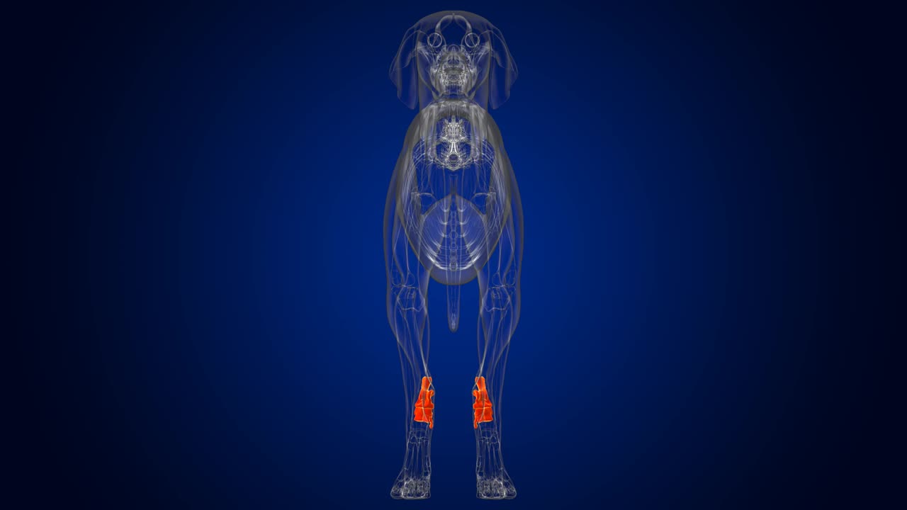 跗骨狗骨骼解剖医学概念3D视频素材
