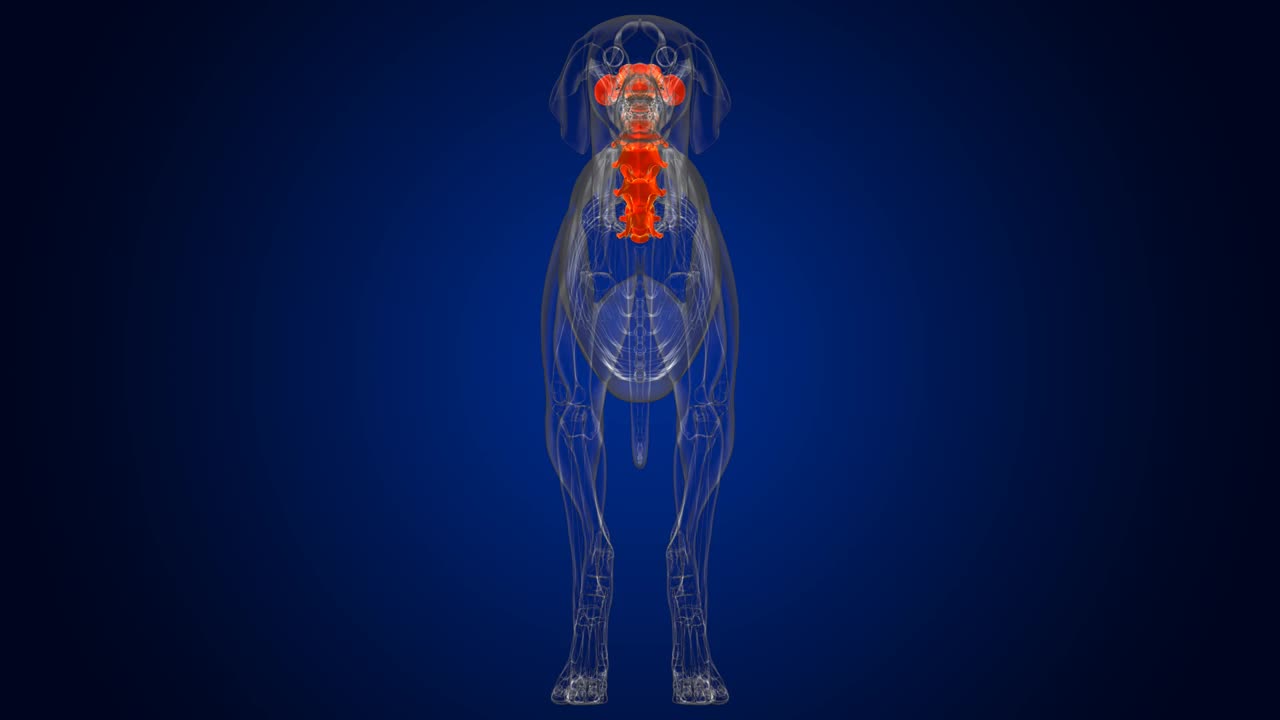颈椎骨狗骨骼解剖医学概念3D视频下载