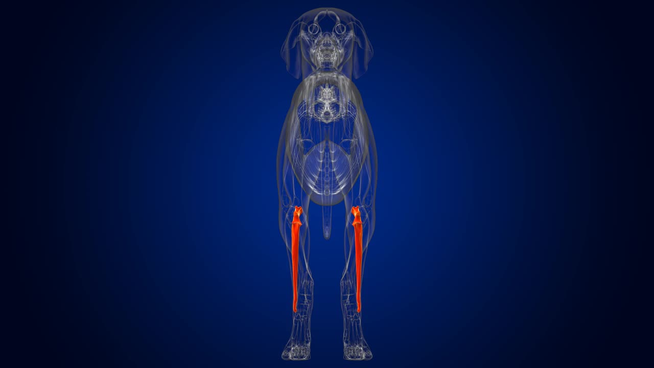 尺骨狗骨骼解剖医学概念3D视频下载