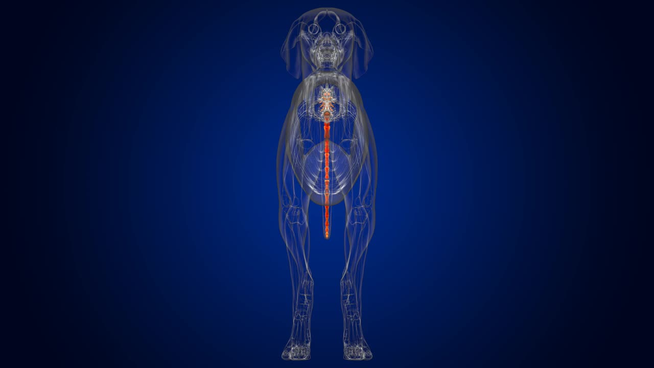 尾椎骨狗骨骼解剖医学概念3D视频下载