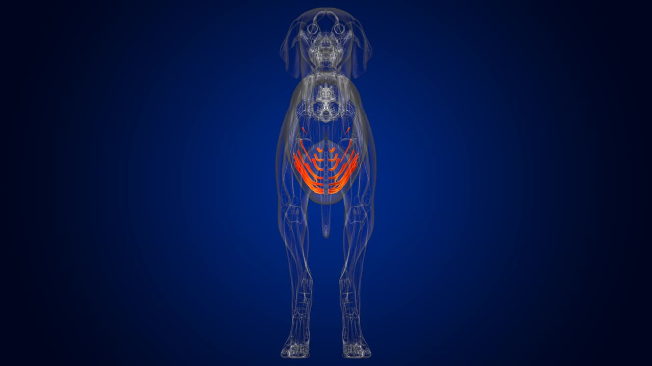 肋软骨骨狗骨骼解剖医学概念3D视频素材