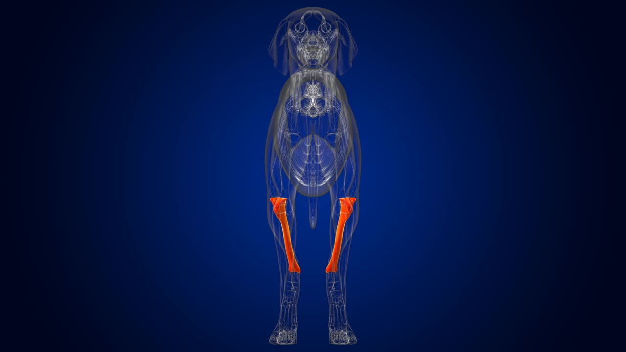 胫骨骨狗骨骼解剖医学概念3D视频素材
