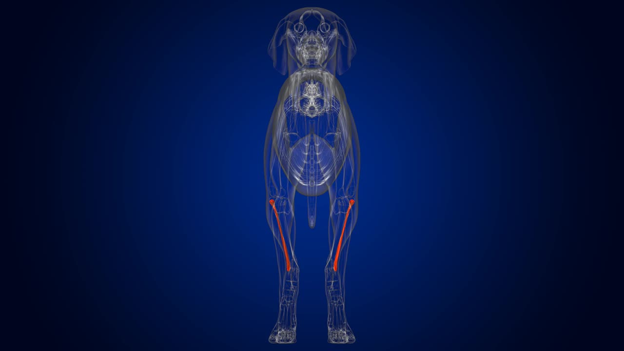 腓骨狗骨骼解剖医学概念3D视频素材