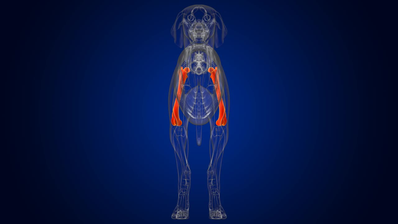 股骨骨狗骨骼解剖医学概念3D视频素材