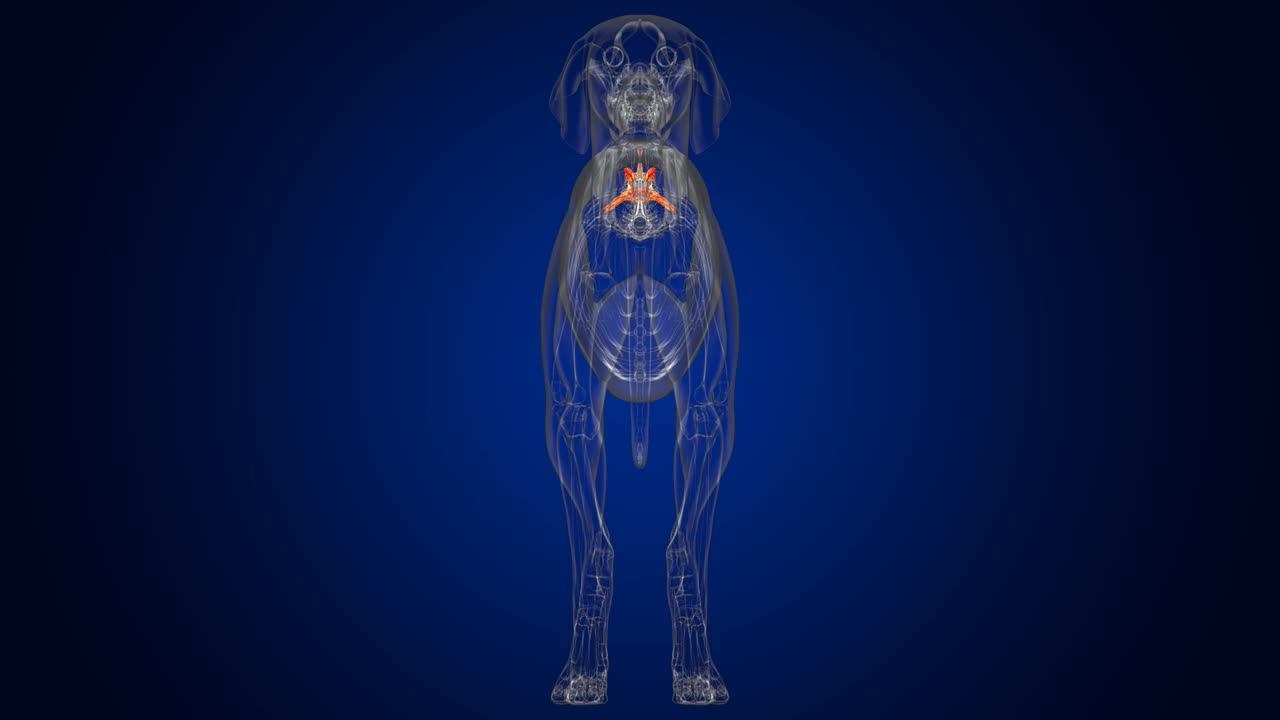 腰椎骨狗骨骼解剖医学概念3D视频下载