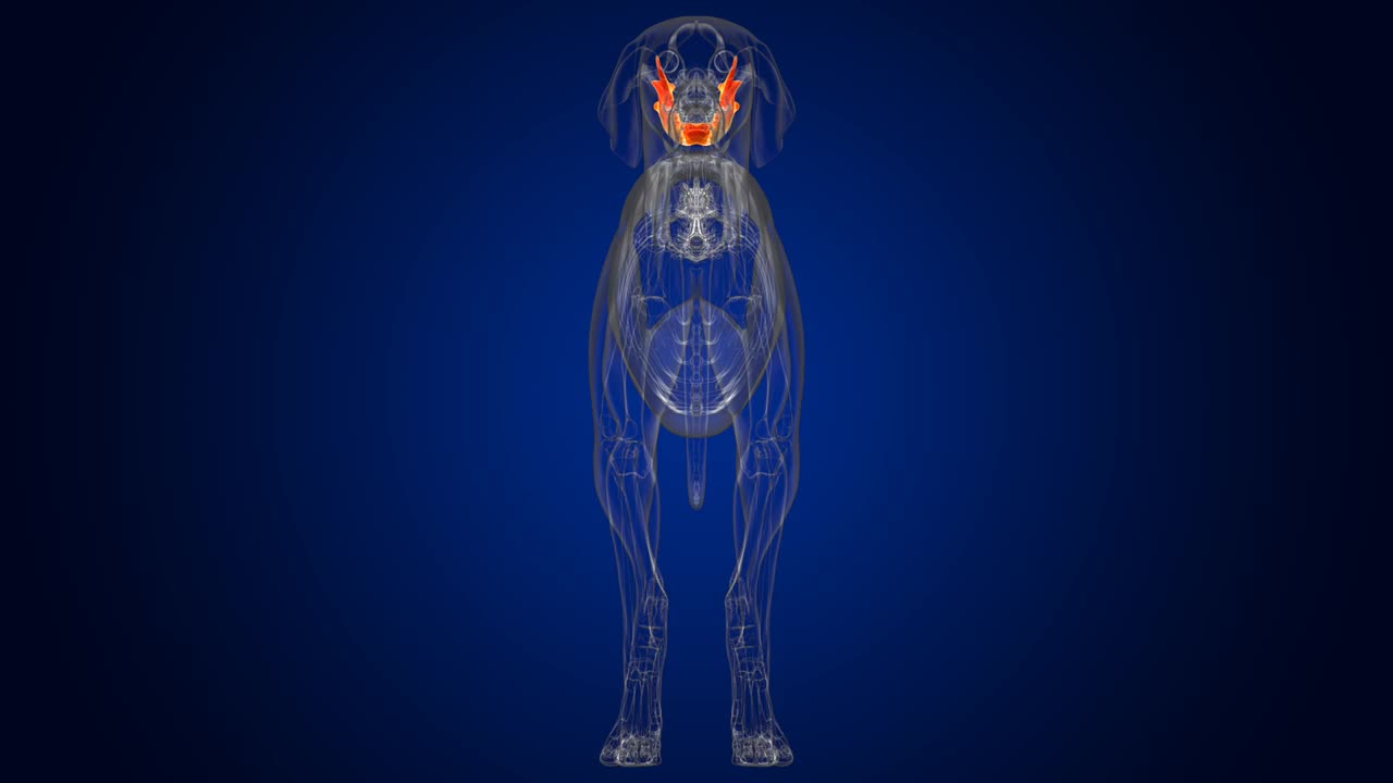 下颌骨狗骨骼解剖医学概念3D视频素材
