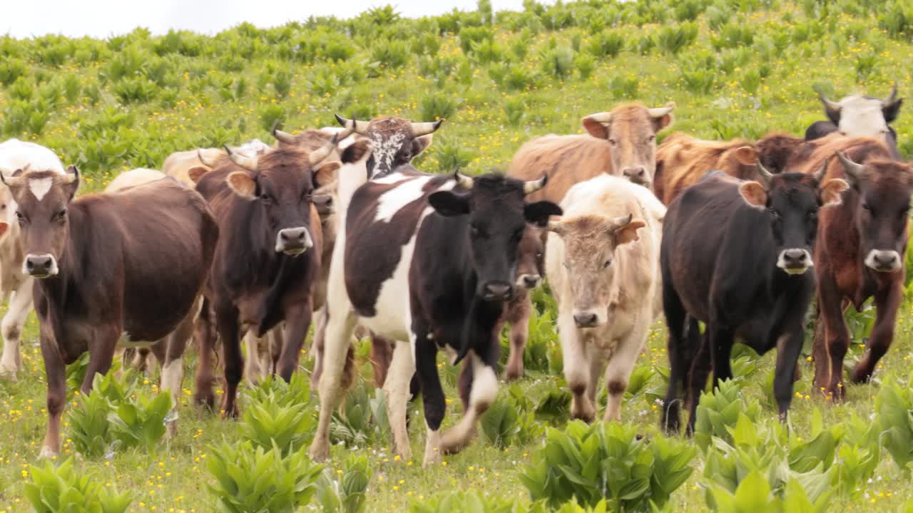 牛群在田野里一起吃草。奶牛跑向摄像机。视频素材