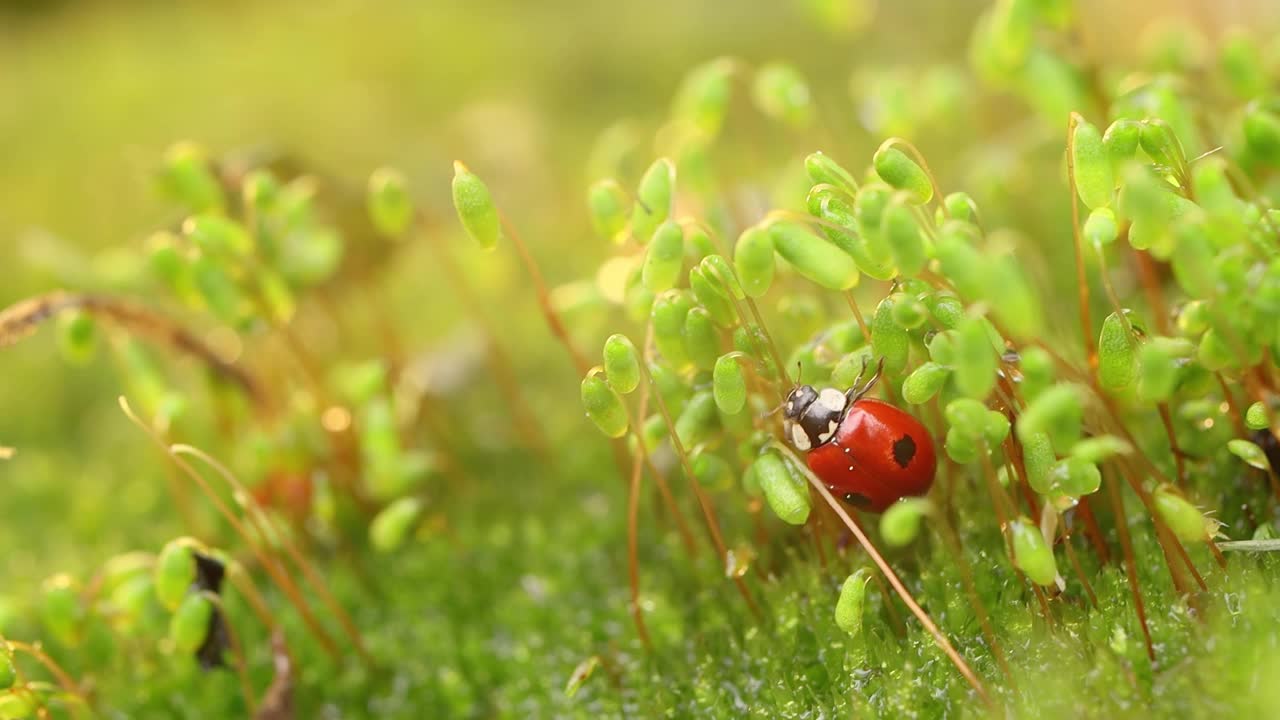 森林绿草中瓢虫的特写镜头视频素材