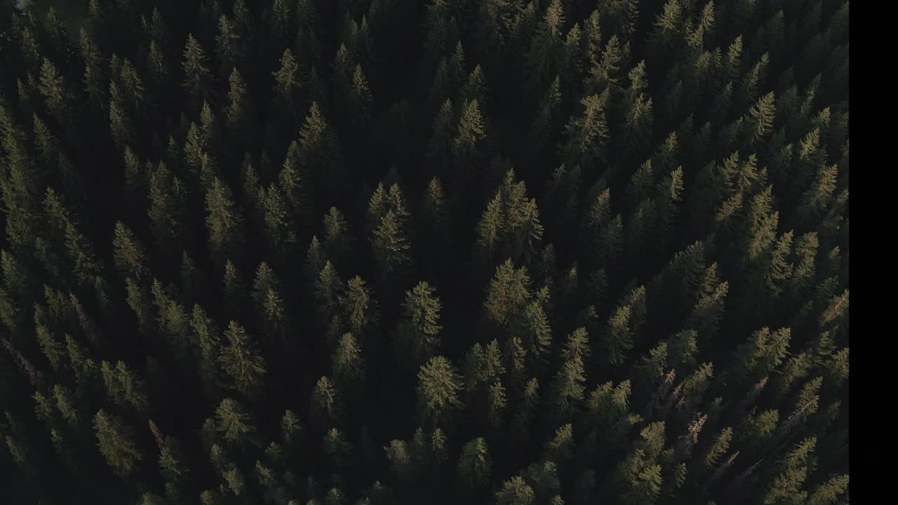 高空松林视频素材
