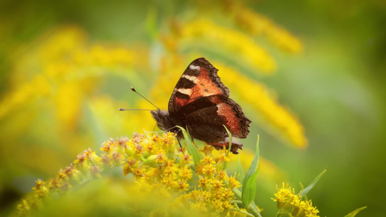小玳瑁蝶(Aglais urticae, Nymphalis urticae)是蛱蝶科中一种色彩鲜艳的欧亚蝴蝶。它是一种中等大小的蝴蝶，主要是红橙色的。视频素材