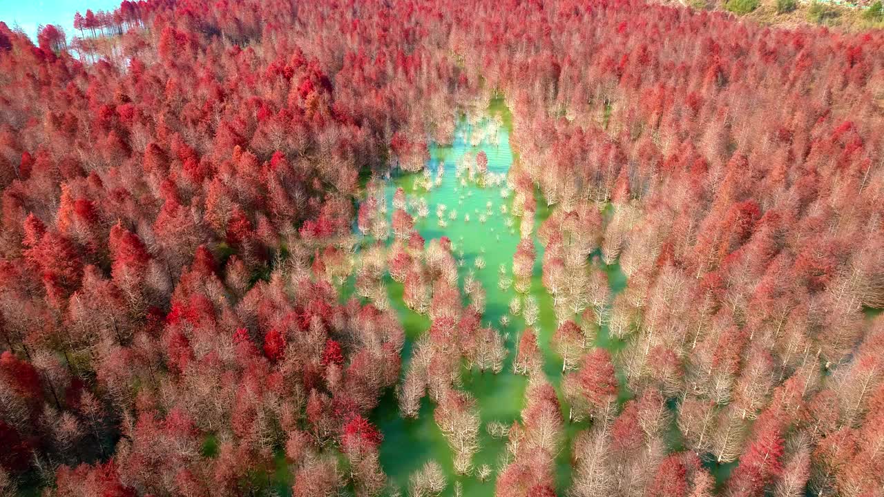 船和湖中柏树的鸟瞰图。种植在湿地上的森林。秋天的景色。安徽省宣城宁国青龙湾柏树湿地公园著名的旅游景点视频素材