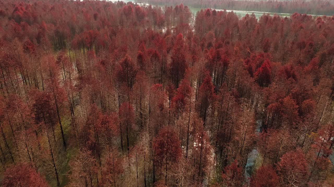 船和湖中柏树的鸟瞰图。种植在湿地上的森林。秋天的景色。安徽省宣城宁国青龙湾柏树湿地公园著名的旅游景点视频素材