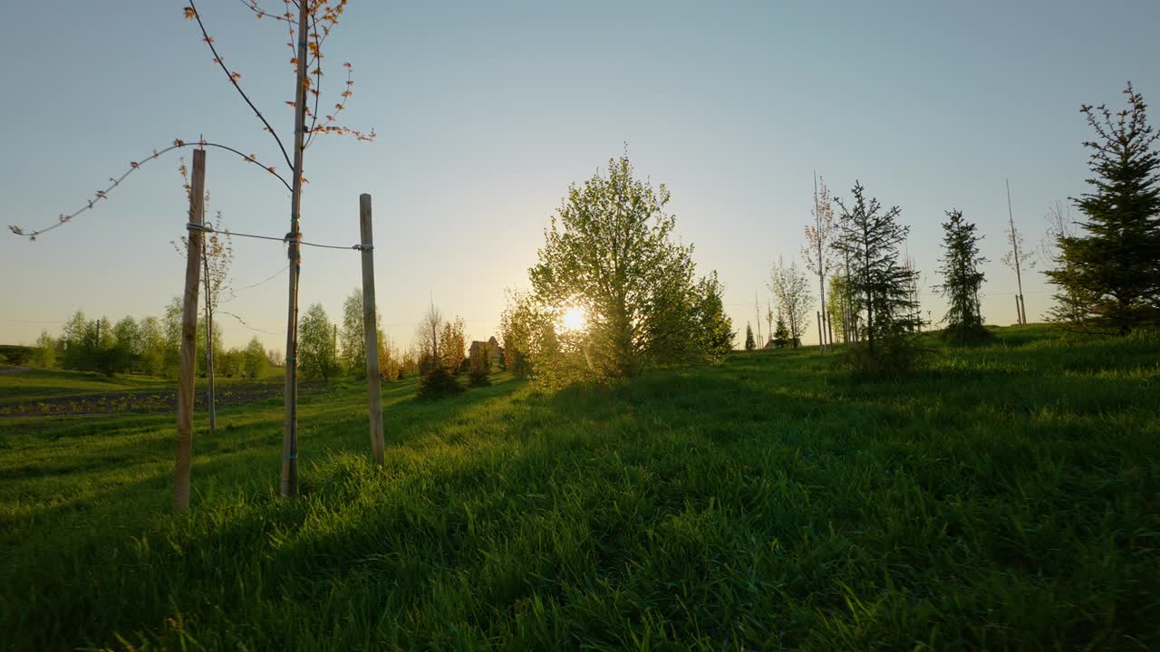 榛树丛，阳光透过树叶照进来视频下载