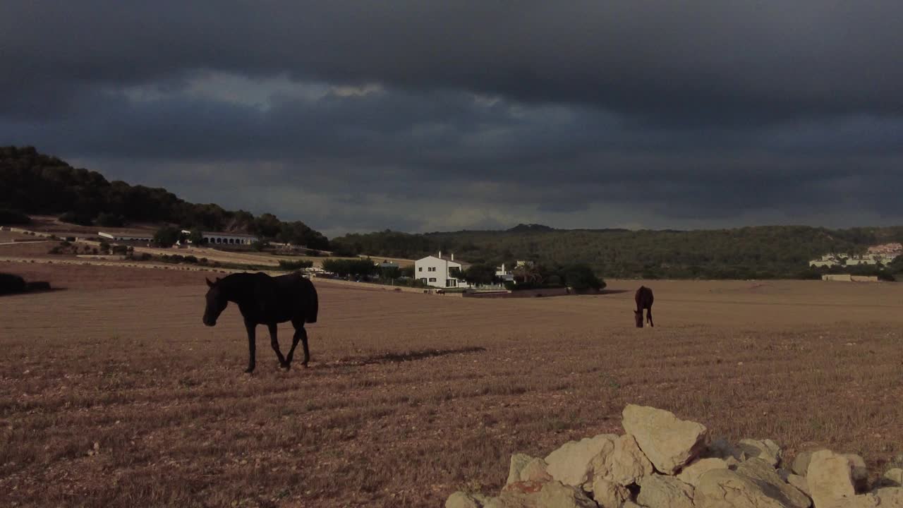 马群在梅诺卡岛的田野、农场和山丘上视频下载