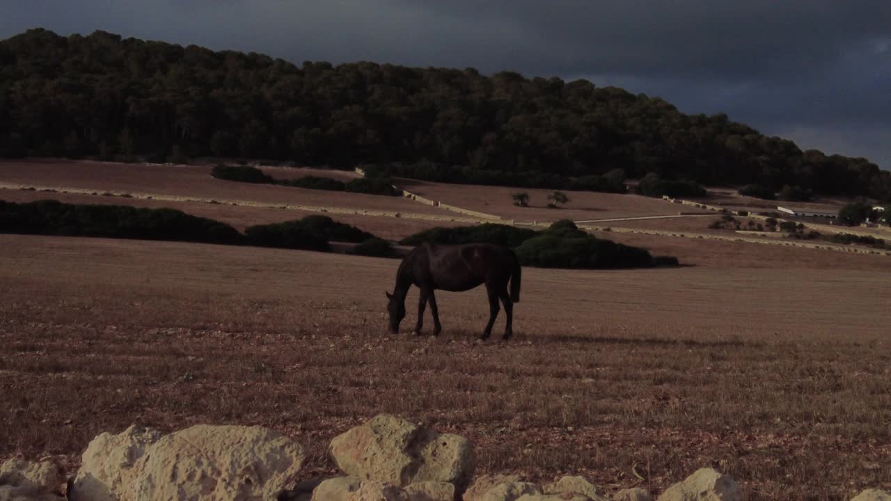 马群在梅诺卡岛的田野、农场和山丘上视频下载