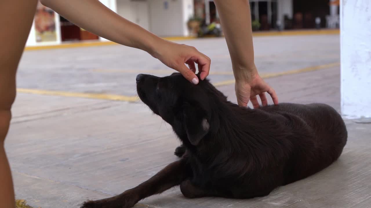 年轻的西班牙妇女抚摸着一只流浪狗视频素材