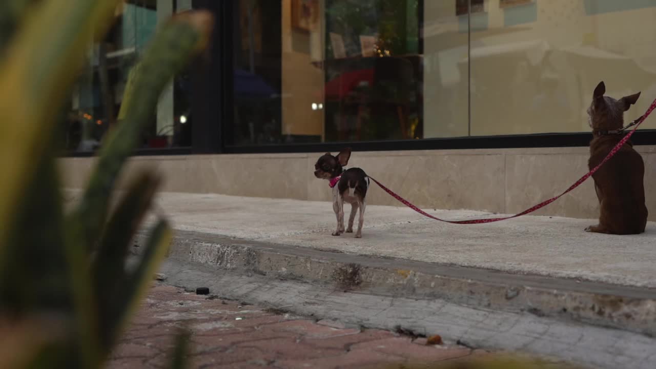 拴着皮带的小狗和它们的主人在街上视频素材