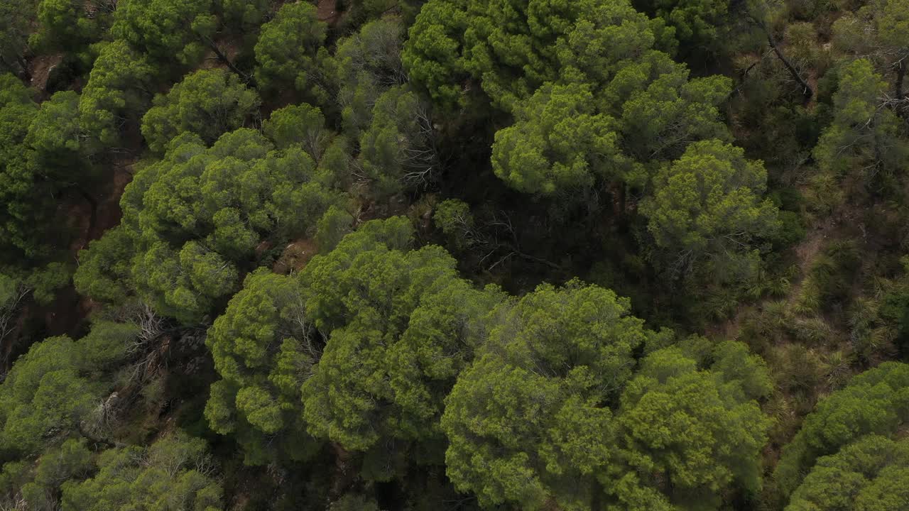 无人机拍摄的梅诺卡松树林，没有人视频下载