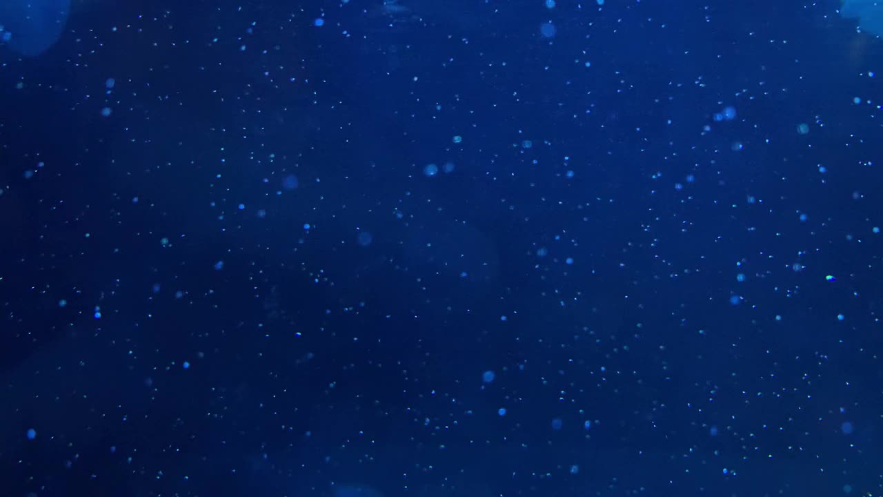 一群水母在游泳视频下载