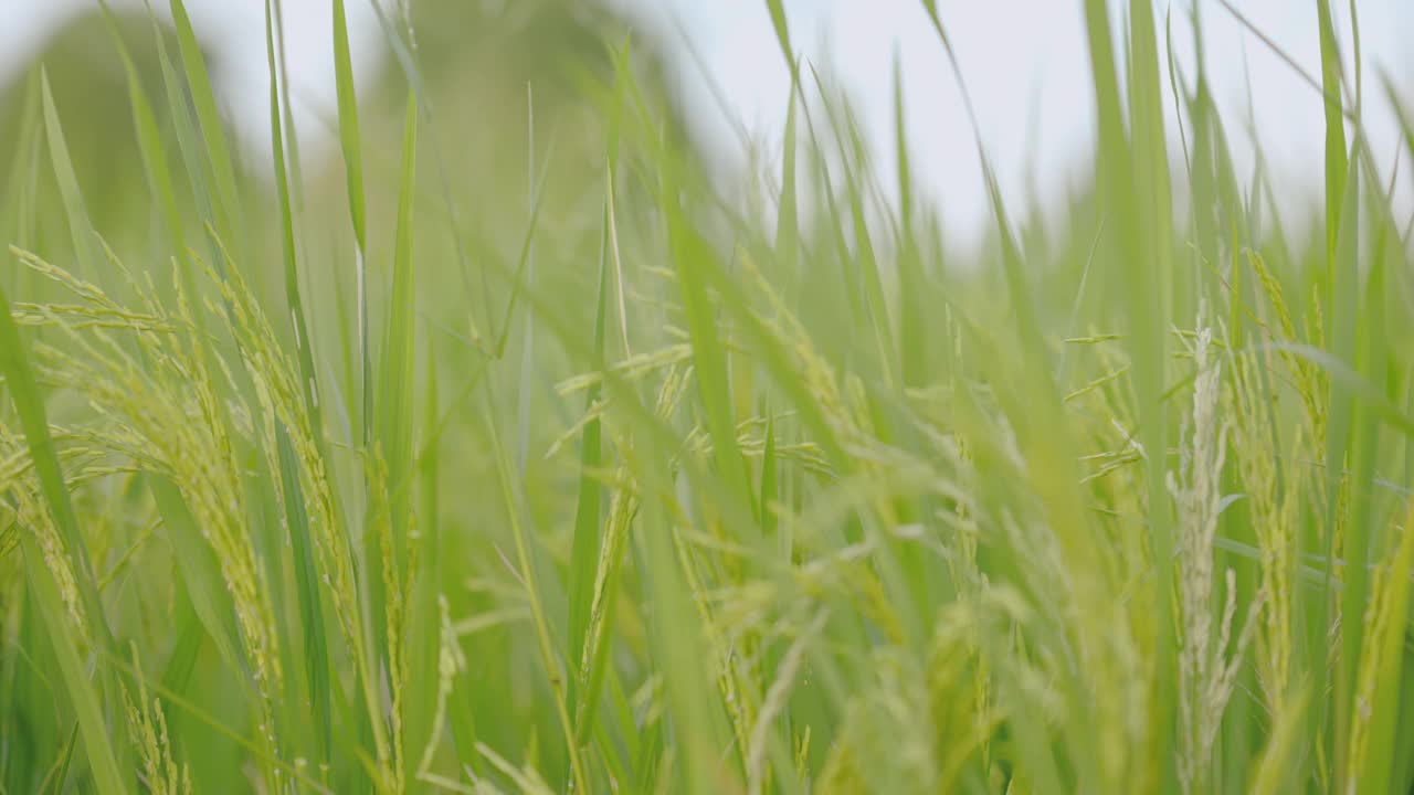 稻田里有风的概念。它是有益于健康的蔬菜。4 k决议。视频下载